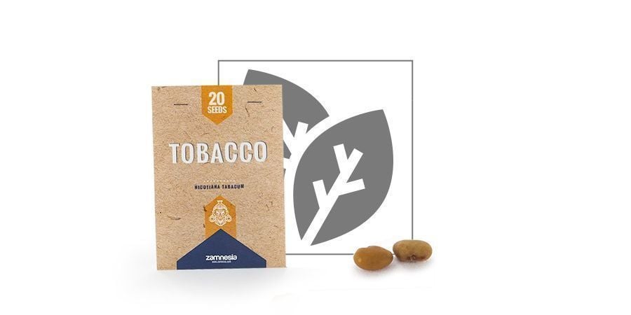 Tabaco (Nicotiana Tabacum)