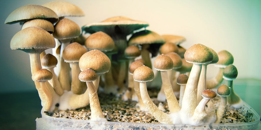 Cogumelos de Psilocibina