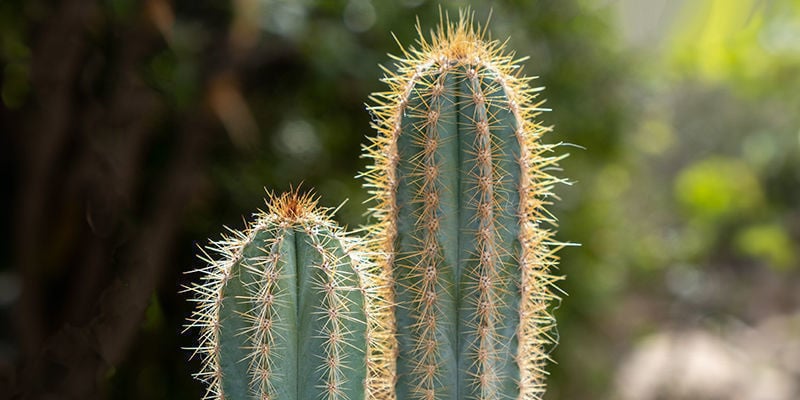 Vantagens de cultivar cacto San Pedro
