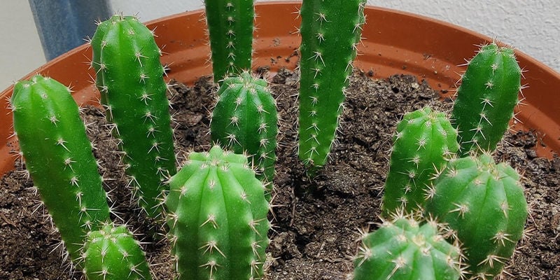 Cultivar San Pedro: Por onde começar!