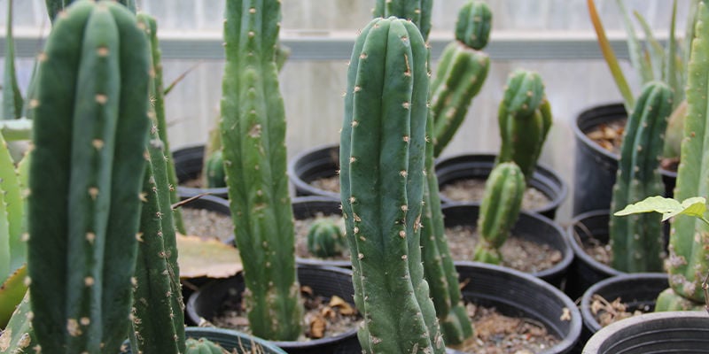 O que é o cacto San Pedro?