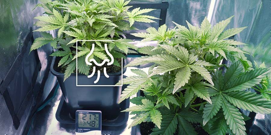 Odor a sair da sua tenda ou sala de cultivo de canábis
