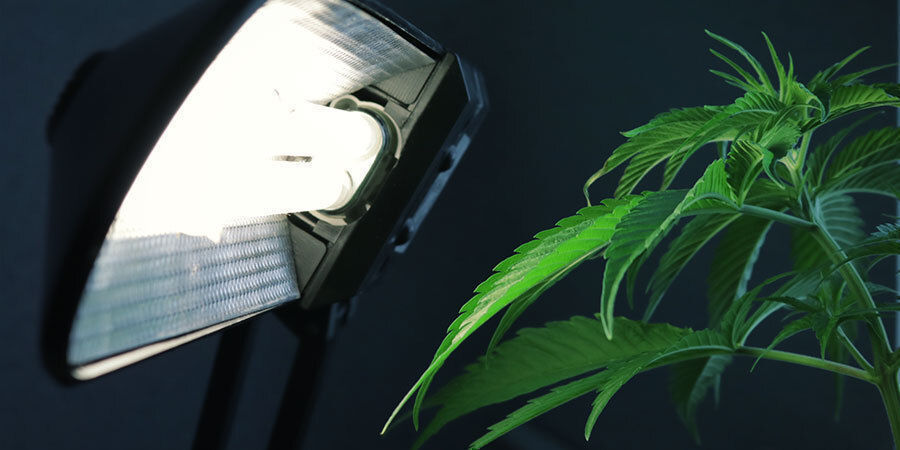 Problemas durante a floração da canábis: Configuração incorreta da iluminação