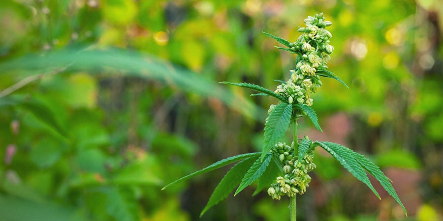 Plantas de canábis masculinas a polinizar plantas femininas