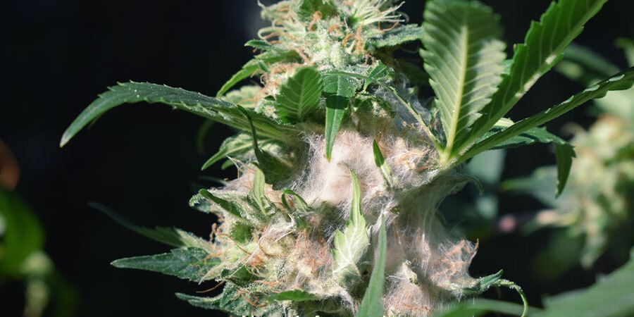 Problemas na Floração da Cannabis: Bolor nos Botões