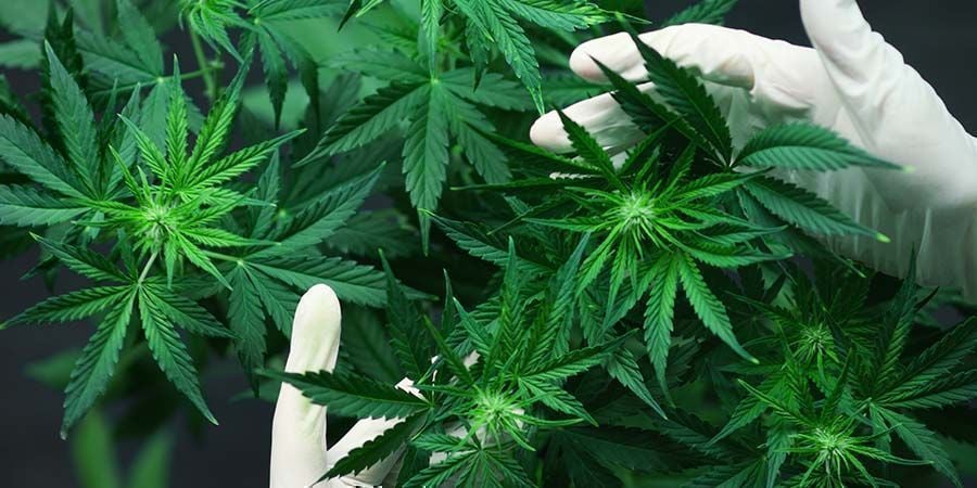 Problemas durante a floração do canábis: excesso de nutrientes e níveis de pH