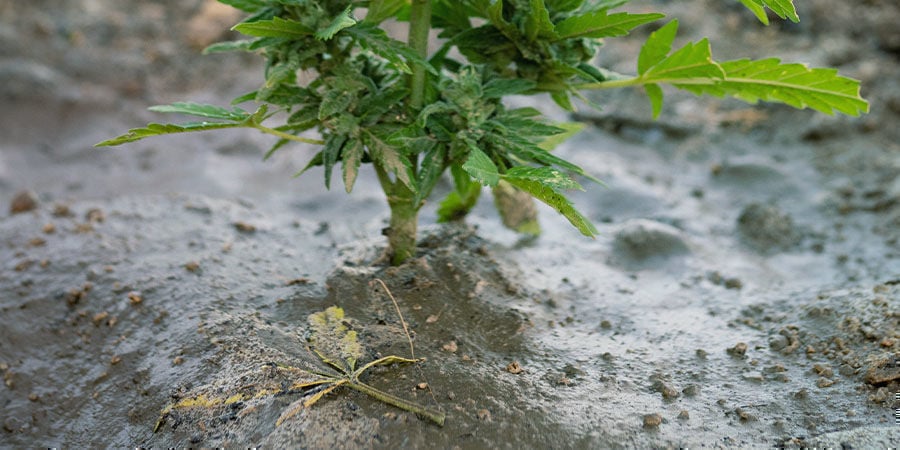 Problemas durante a floração da canábis: renovar o solo