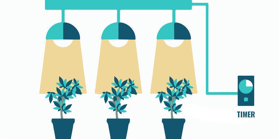 Problemas durante a floração da canábis: ajuste a iluminação