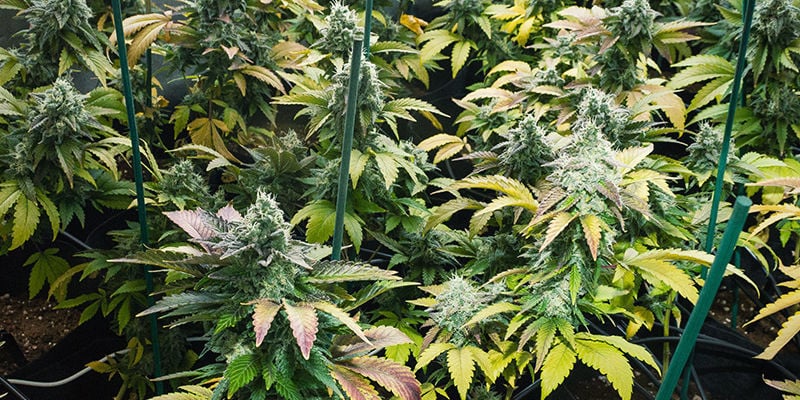 O que é Sea Of Green (SOG)?