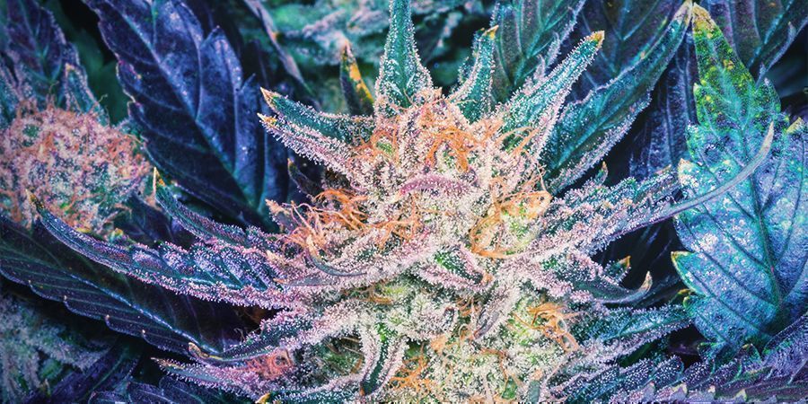 Sobre a cannabis Blueberry