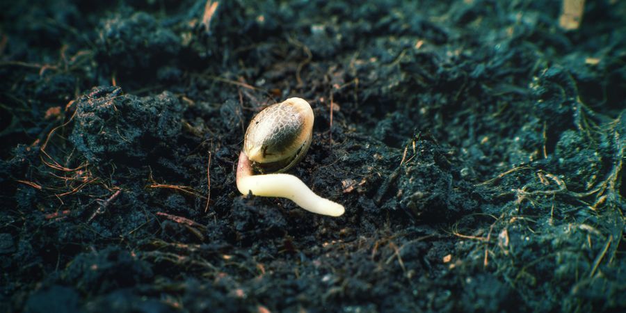 Fase de Germinação