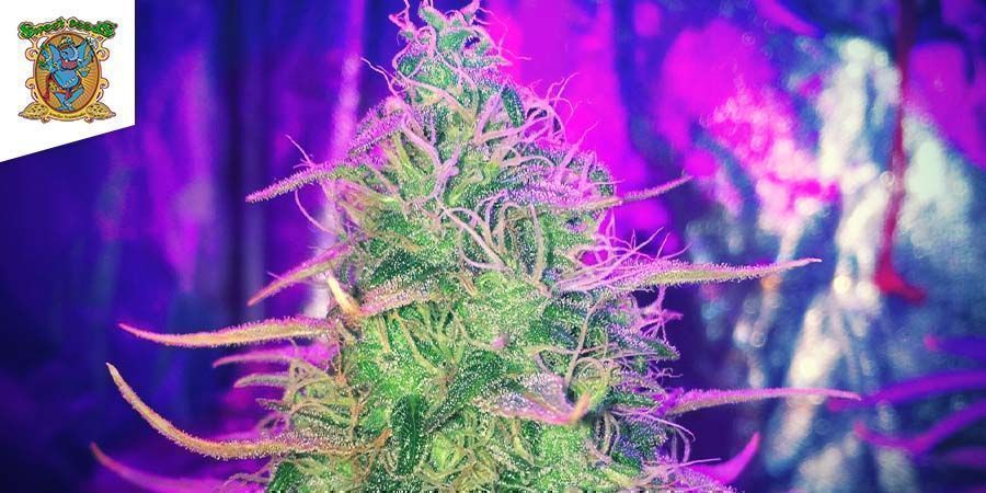 Cannabis Cheese