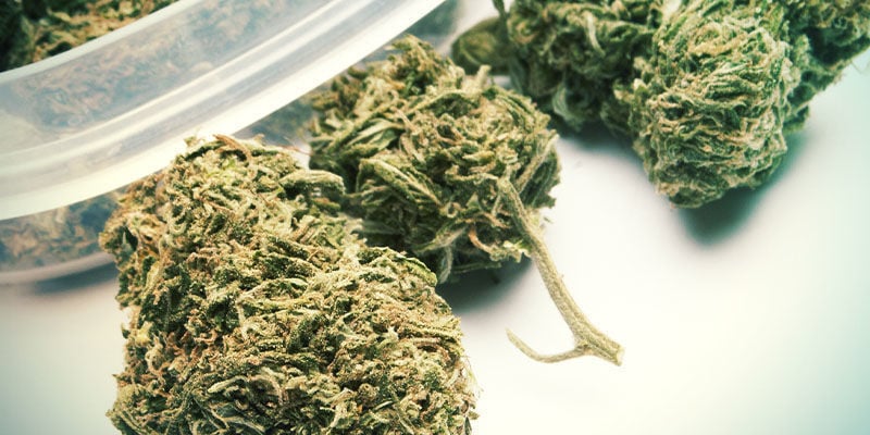 Reidrate os teus Buds de Cannabis: Longo Prazo (Semanas)