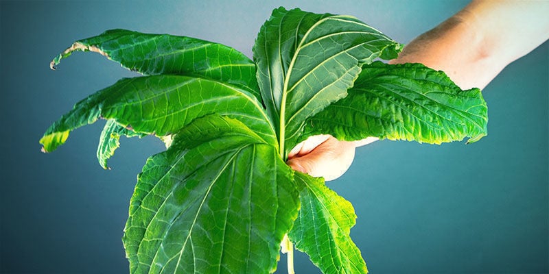 OS DIVERSOS MÉTODOS PARA SECAR FOLHAS DE SALVIA DIVINORUM