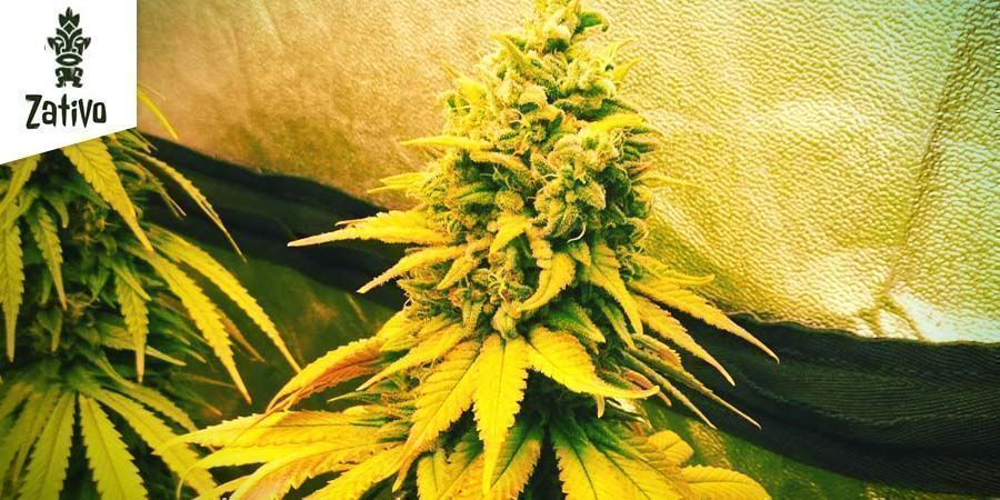 Northern Lights da Zativo Seeds