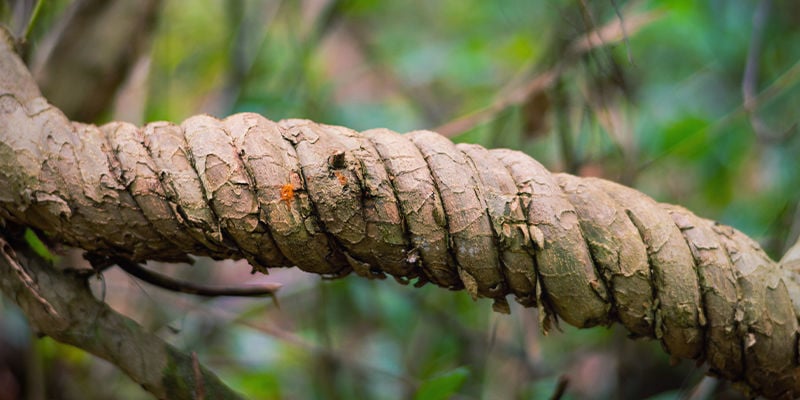 Conclusão African Dream Root