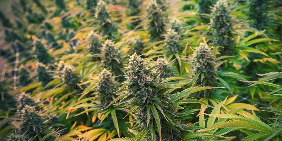 4 técnicas de poda de canábis para aumentar a produção