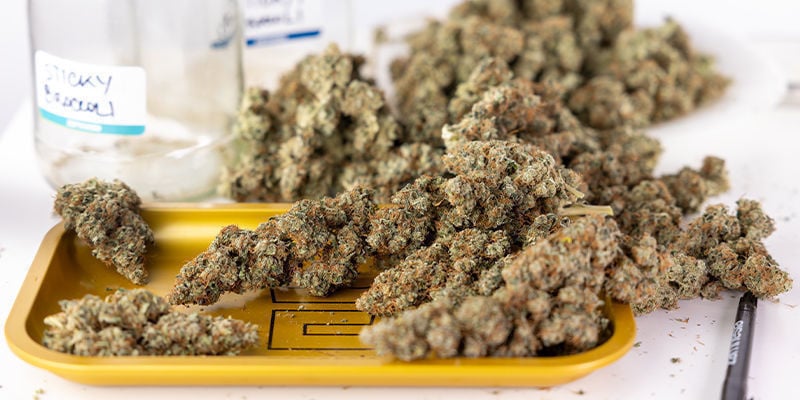 Do cultivo à colheita: Como obter o melhor rendimento indoor