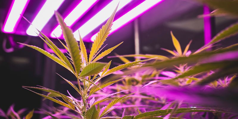 Dicas para cultivo de canábis em interior: Iluminação, ventilação e muito mais