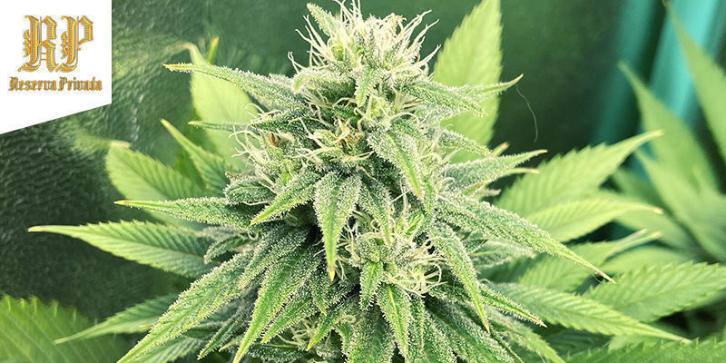 Comédia - Kosher Kush