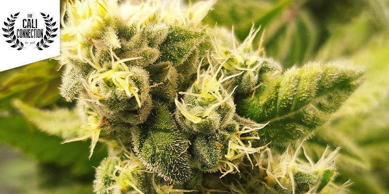 Ficção científica - Alien OG