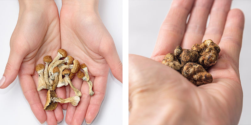 Resumo dos trufas mágicas e cogumelos mágicos