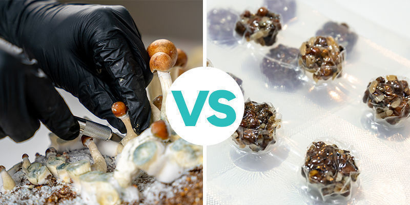 Trufas mágicas vs cogumelos mágicos