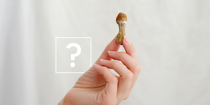 Qual deve escolher: trufas mágicas ou cogumelos mágicos?