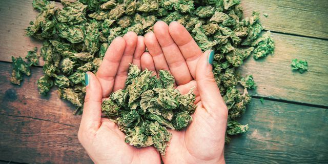 Banana: Características de cultivo e genética 