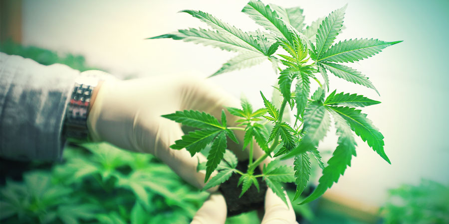 O que é canábis medicinal?