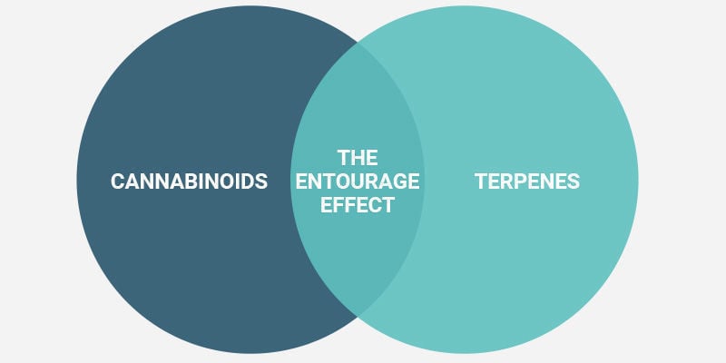 Como experimentar o efeito entourage