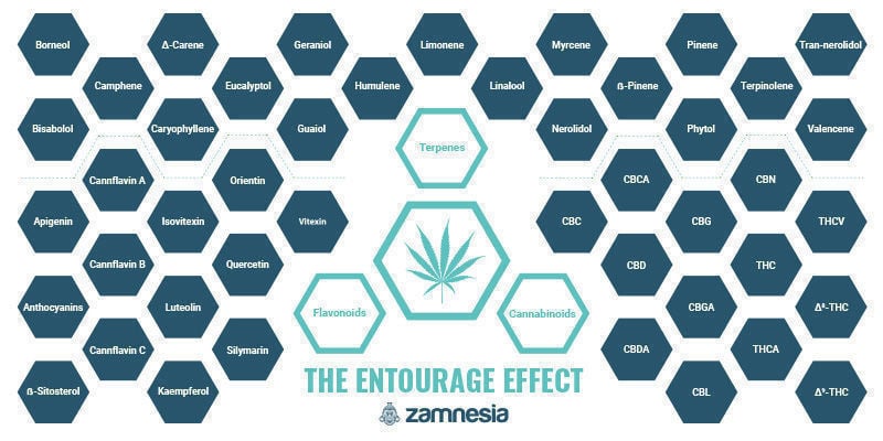 O Efeito Entourage — Um dos Grandes Mistérios da Canábis