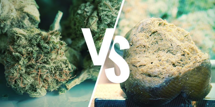 FLOR VS HAXIXE