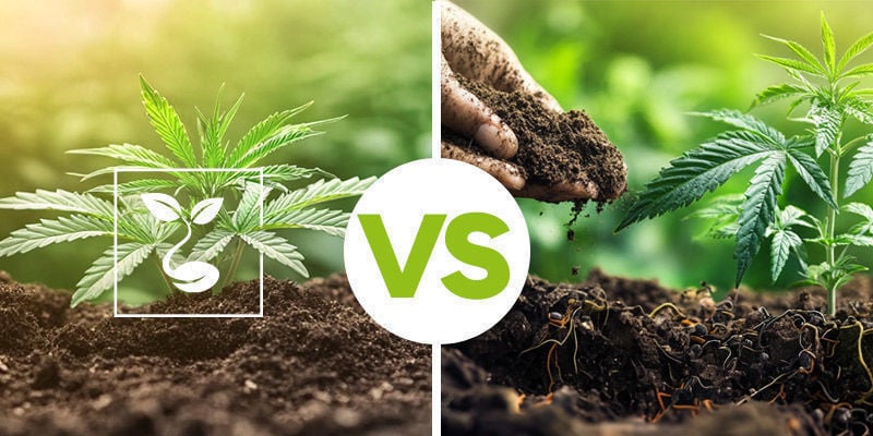 Qual é a diferença entre solo vivo e solo comum?