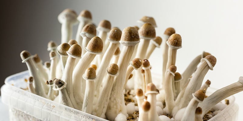 O que é um kit de cultivo de cogumelos?