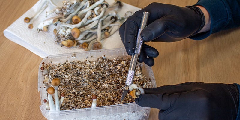O que esperar do seu kit de cultivo de cogumelos