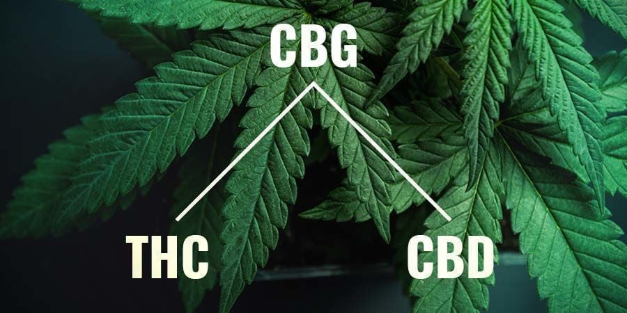 O que é o CBG?