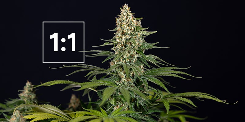 As melhores variedades de canábis com uma proporção de 1:1 CBD:THC