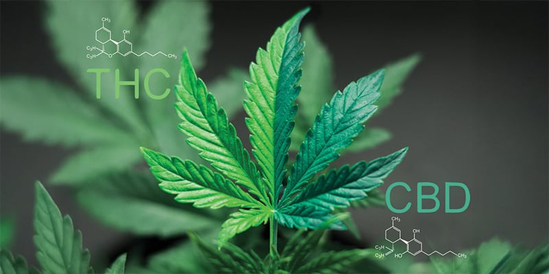 O que é uma proporção 1:1 de CBD:THC?