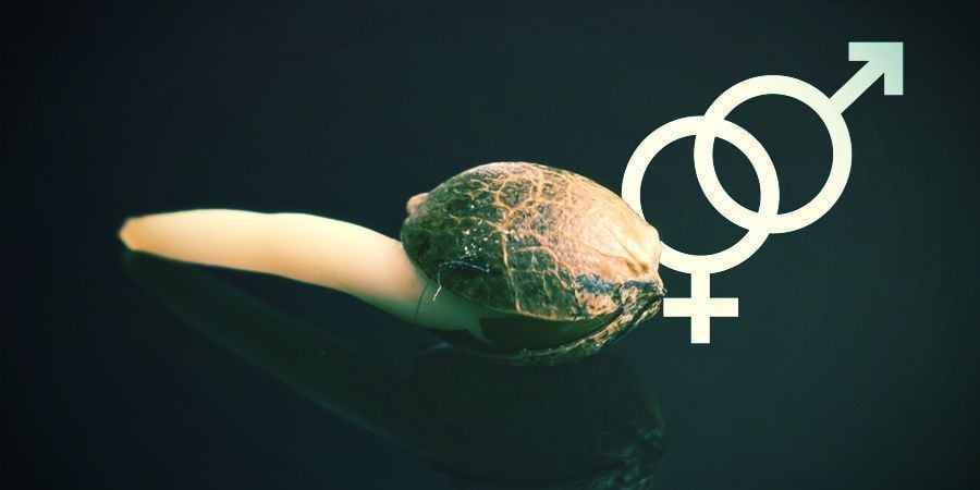 Consegue distinguir o sexo das sementes de canábis?