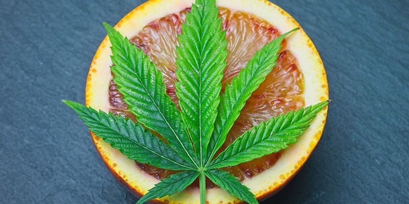 COMO DEVOLVER VOLUME À TUA CANNABIS COMPACTADA