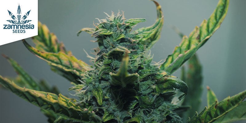 3 variedades de cannabis que produzem kief