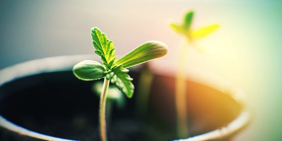 O que pode fazer ao cultivar canábis em casa