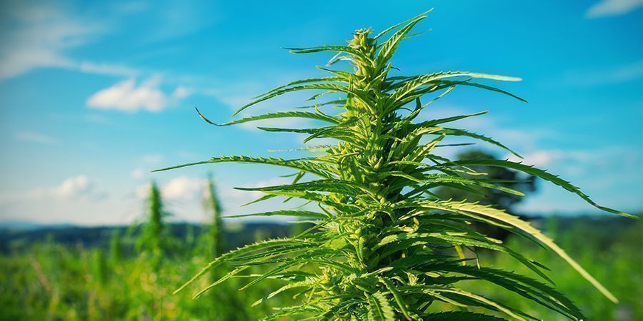 O que pode fazer quando cultiva canábis ao ar livre
