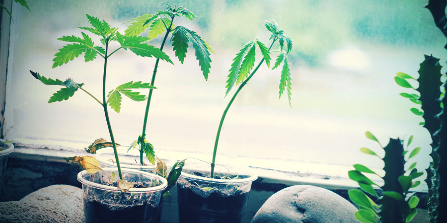 Germinar sementes