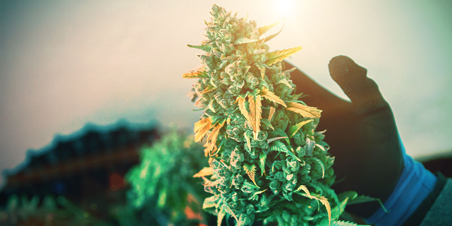 Floração de canábis