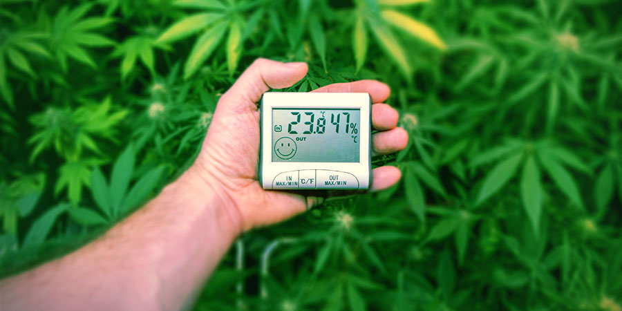 Outras Teorias Sobre o Aumento de CBD