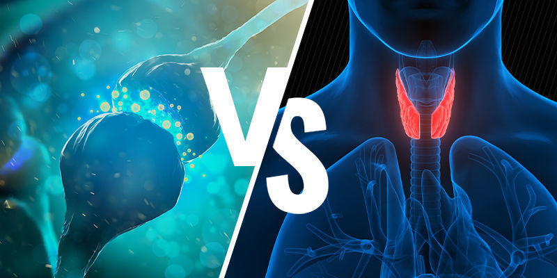 Sistema endocanabinóide vs sistema endócrino