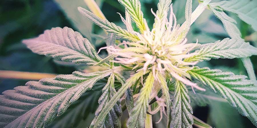 A melhor variedade rica em CBD: CBD Fix Auto