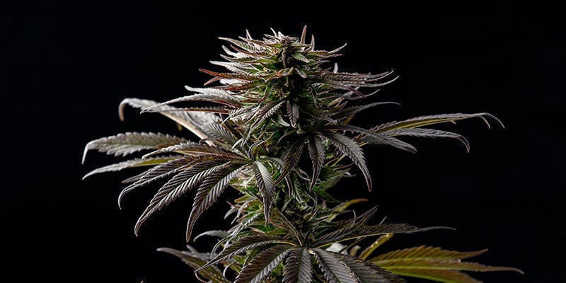 Sugar Black Rose da Delicious Seeds: Diga-o com flores!